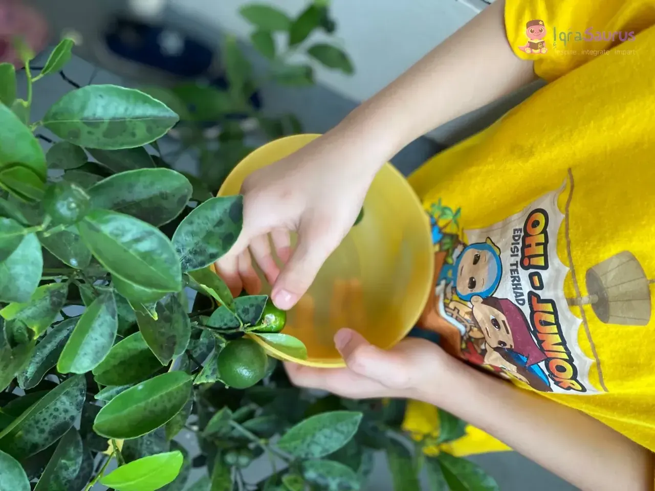 A child in a yellow T-shirt picking limes from a potted tree into a yellow bowl